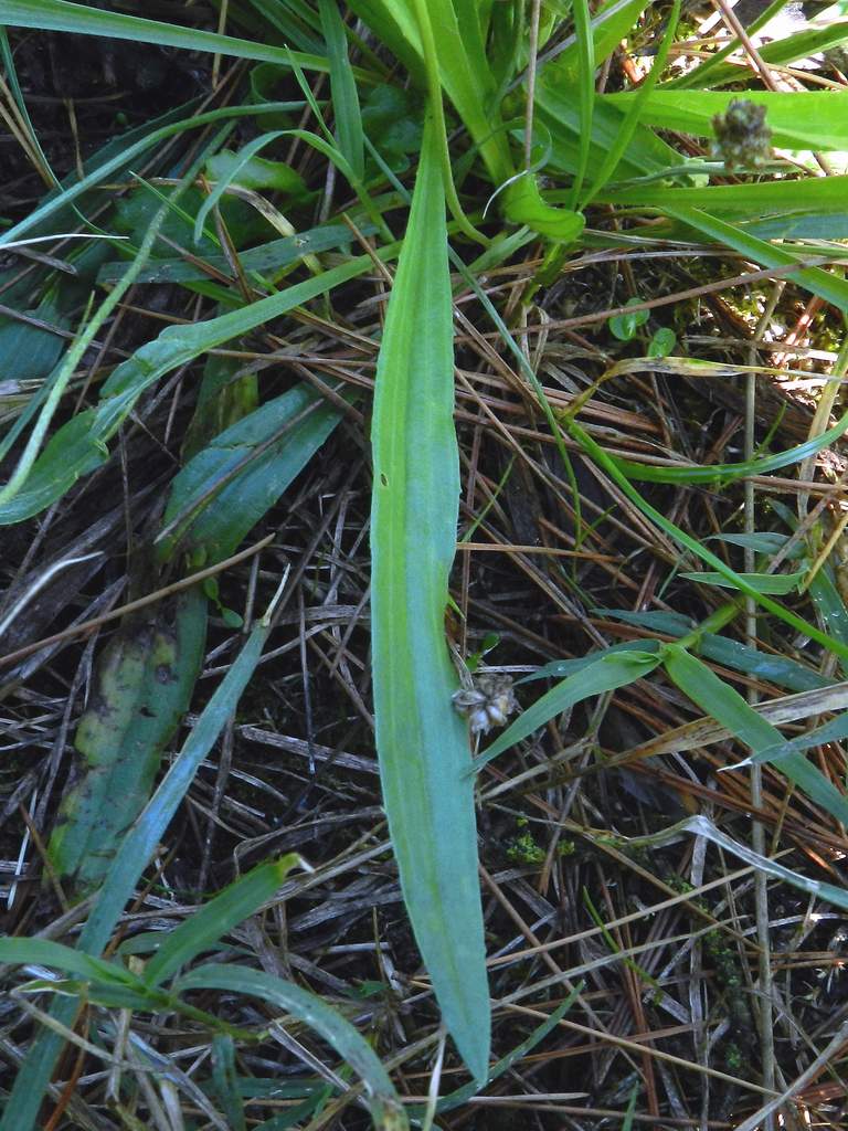 Plantago lanceolata